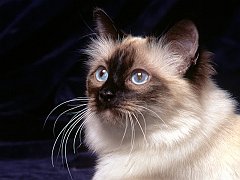 Birman, The Sacred Temple Cat